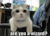 Are You A Wizard - Funny Kitty Face.jpg