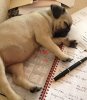 pug at work.JPG