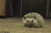 Adorable Hedgehog.gif