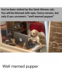 Instagram-Well-memed-pupper-01a99f.png