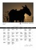 iberian-donkeys2017-2.jpg