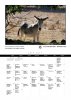 iberian-donkeys2017-8.jpg