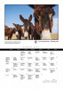 iberian-donkeys2017-9.jpg