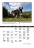 iberian-donkeys2017-12.jpg