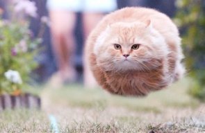 maxtheflyingcat