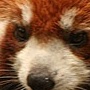 redpandar