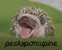 peskyporcupine