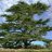 Cedar Tree